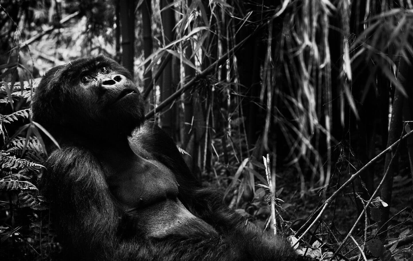 Black and white version of gorilla in rainforest
