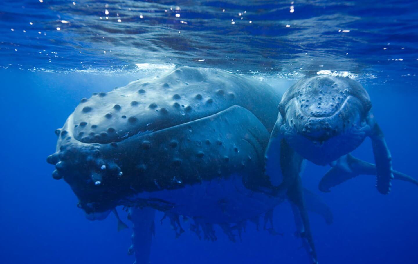 Mother and baby whale swimming together