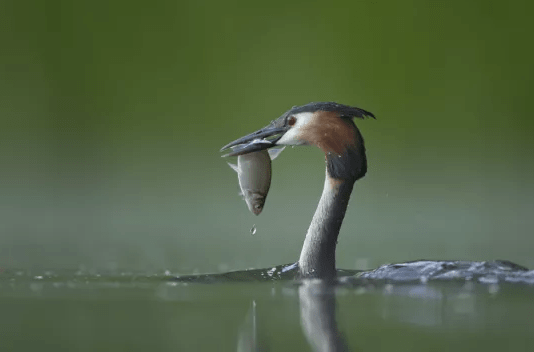 Bird with fish in its mouth, representing Kent Wildlife Trust